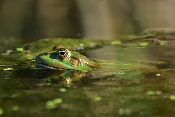 a green frog sits on seaweed on the river