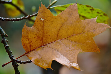 Oak leaves hanging from branch, green brown and yellow, in autumn