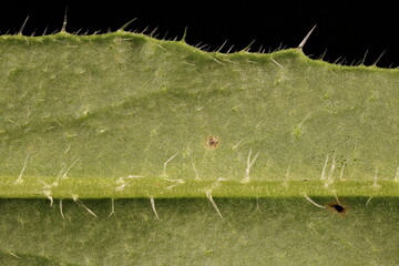 Annual Bugloss (Anchusa arvensis). Leaf Detail Closeup