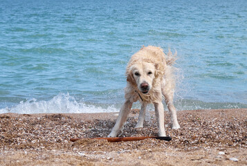 White golden labrador retriever dog on the beach