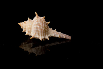 Close up Sea shell with spikes isolated on black background with reflection for science
