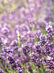 Fototapeta premium Soft focus on lavender flowers in flower garden.