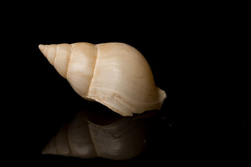 Close up Sea shell isolated on black background with reflection for science