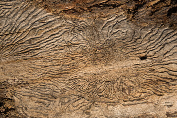 Naklejka premium Structure of a worm-eaten tree. Insect passages, natural pattern. Background, texture.