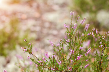 heather flowers with spider web, blurred background, place for text, sunny summer day