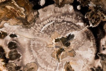 Close up of Cut of petrified, fossilized wood isolated on black background with reflection