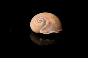 Close up Curly Sea shell isolated on black background with reflection for science