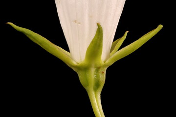 Giant Bellflower (Campanula latifolia). Calyx Closeup