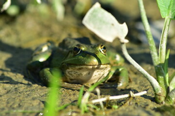 a green frog sits on seaweed on the river