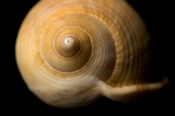 Close up Curly Sea shell isolated on black background with reflection for science
