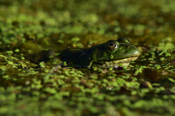 a green frog sits on seaweed on the river