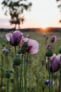 Nahaufnahme von lila farbener Mohnblume im Sonnenuntergang