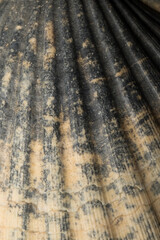 Close up Sea shell pattern