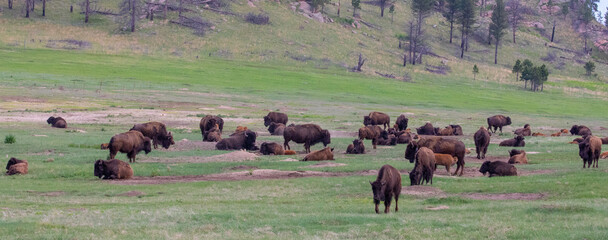 A herd of bison on the prairie in South Dakota. 