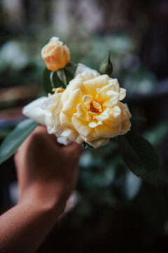 Sch&ouml;ne romantische gelbe Rose in der Hand gehalten.