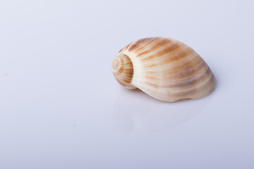 Close up Sea shell isolated on white background with reflection for science