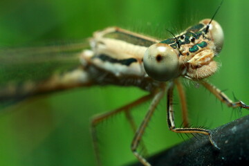 Macro shots, Beautiful nature scene dragonfly. Showing of eyes and wings detail.