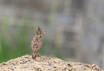 A lark with its prey in its beak, on a blurry light background of uncertain color