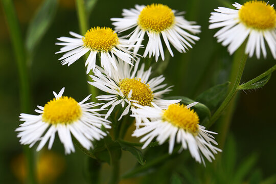 Yellow - white daisies in a meadow, beautiful simplicity ...