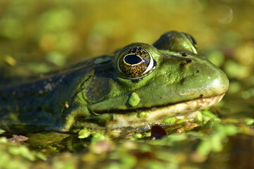 a green frog sits on seaweed on the river