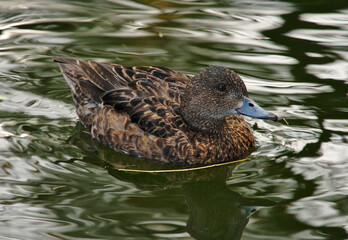 Brown duck swimming in pond