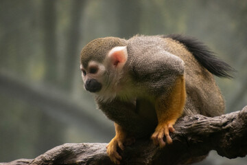 A squirrel monkey crouches on a tree branch