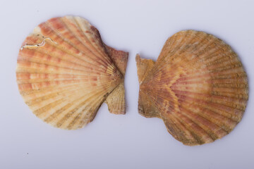 Close up of two Sea shell isolated on white background