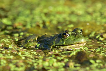 a green frog sits on seaweed on the river