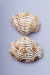 Close up of two Sea shell isolated on white background