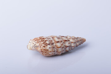 Close up spiral Sea shell isolated on white background with reflection for science