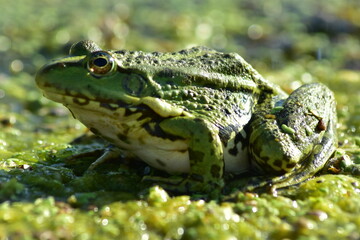 a green frog sits on seaweed on the river