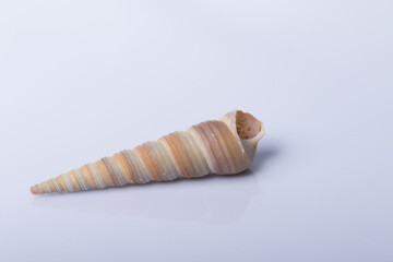 Close up spiral Sea shell isolated on white background with reflection for science