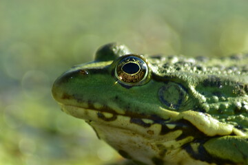 a green frog sits on seaweed on the river