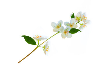 Fototapeta na wymiar branch of jasmine flowers isolated on white background.