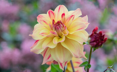 Yellow and red dahlia flower with pink and green background. 