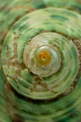 Poster Close up of a green spiral and curly shell texture. Abstract background texture © Diogo Oliveira