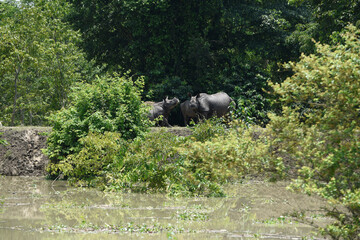 one-horned rhinoceroses shelter at a higher land, following flooding in the low-lying areas of Pobitora Wildlife Sanctuary.