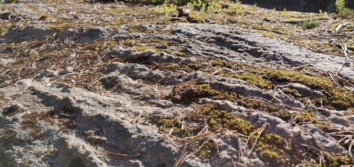 close up of rock with moss
