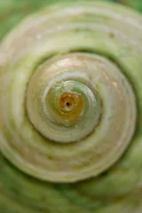 Poster Close up of a green spiral and curly shell texture. Abstract background texture © Diogo Oliveira