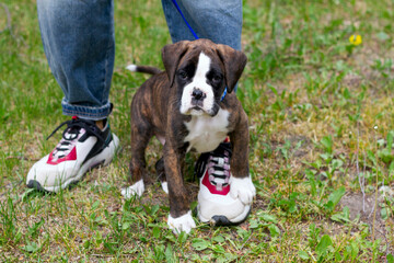 Cute puppy german boxer sitting next to it's owner's legs on the grass outdoors