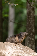 Young alpine marmot