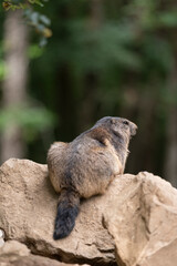 Young alpine marmot
