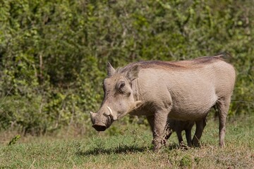 Adult Warthog standing and eating grass along the verge of a gravel road
