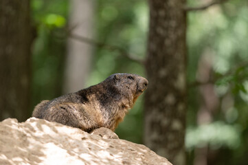 Young alpine marmot