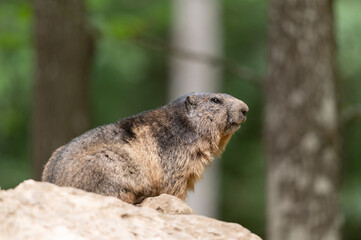 Young alpine marmot