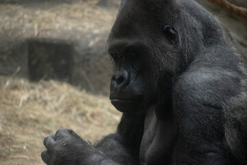 A gorilla looks at the food in his hand © Erika