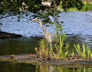 Great blue heron in park lake