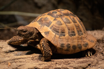A turtle moves slowly on a log