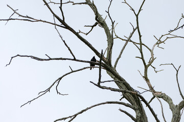 Black bird in a bare tree