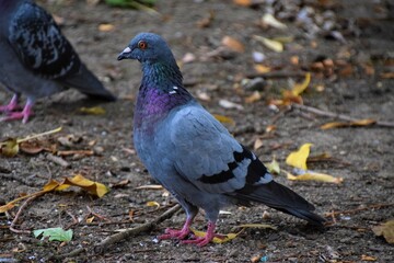 Common pigeon in park closeup